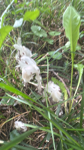 Ghost Pipe