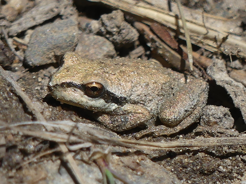 iNaturalist observation photo of Pacific chorus frog