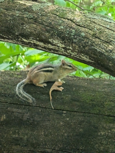 Eastern Chipmunk