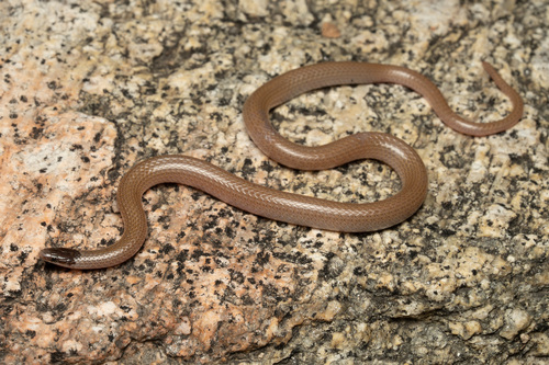 Southwestern Blackhead Snake