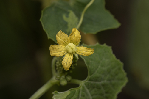 sponge cucumber