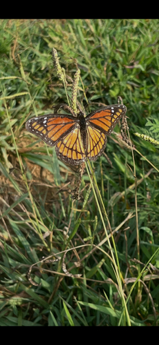 Viceroy