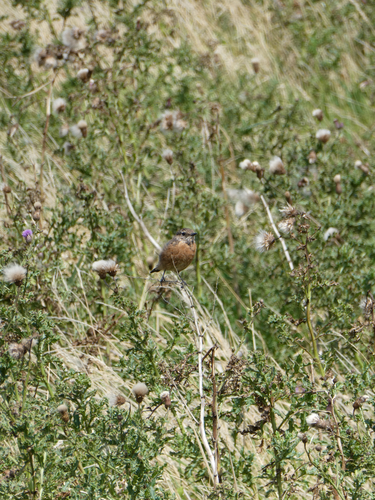 European Stonechat