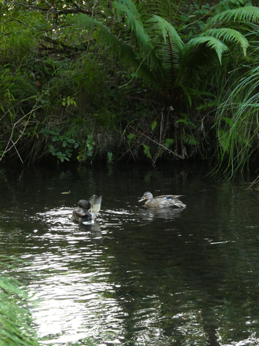 Mallard