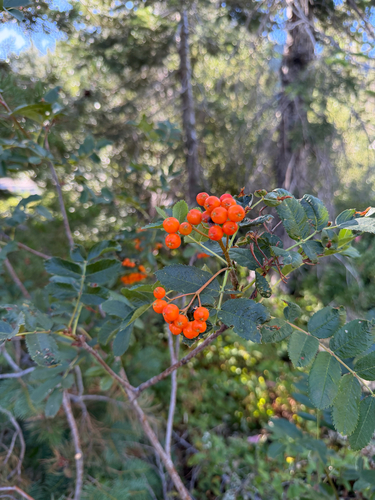 Observation photo