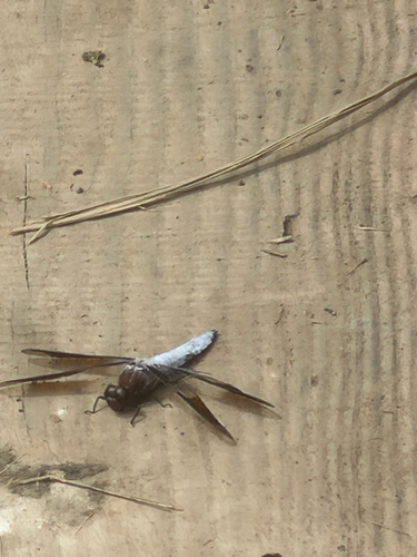 Observation photo