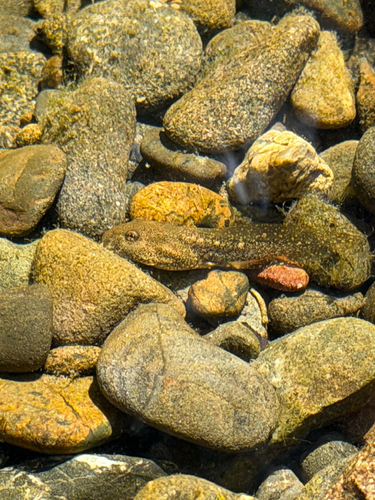 Observation photo