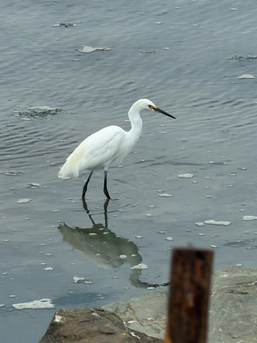 Observation photo