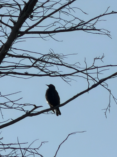 Observation photo