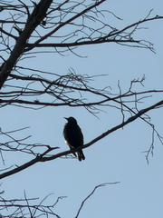 iNaturalist observation photo