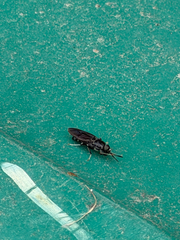 iNaturalist observation photo