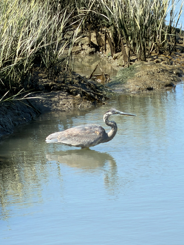Observation photo
