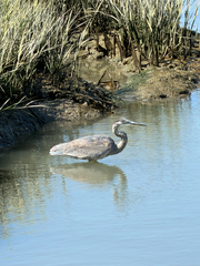 iNaturalist observation photo