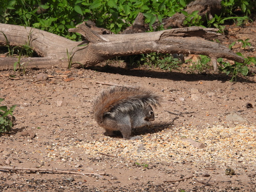 Arizona Gray Squirrel observed by anna22