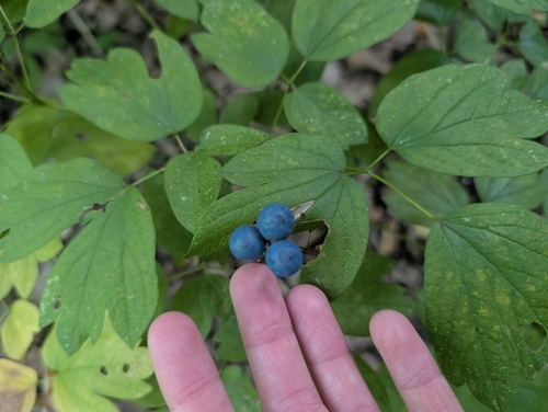 blue cohosh