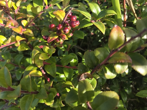 Evergreen Huckleberry