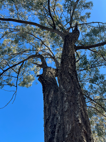 Narrow-leaved Red Ironbark