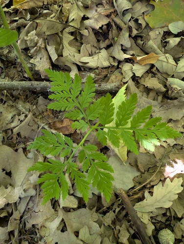 rattlesnake fern