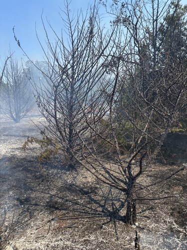 eastern redcedar