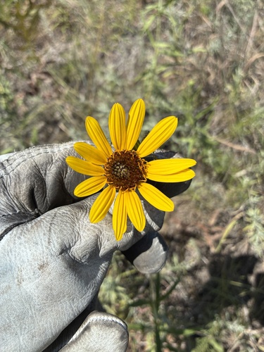 Stiff Sunflower
