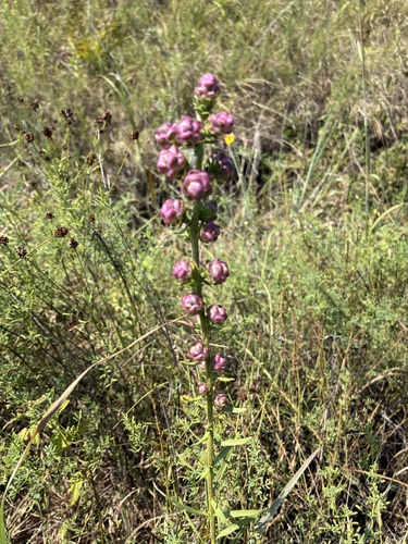rough blazing star