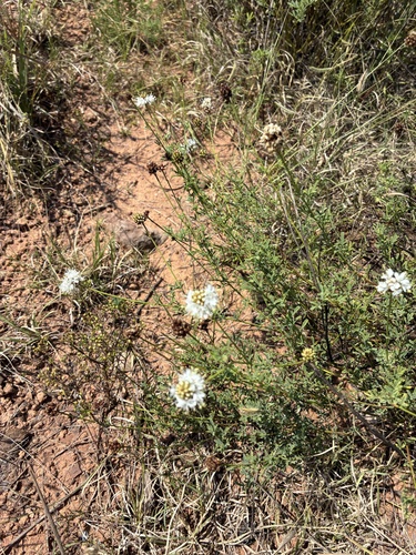 Roundhead Prairie Clover