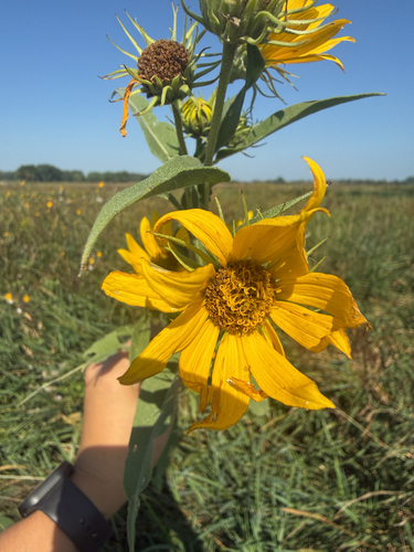 Maximilian sunflower
