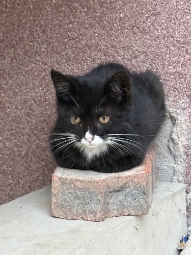 Domestic Cat
