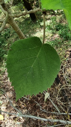 Giant Stinging Tree