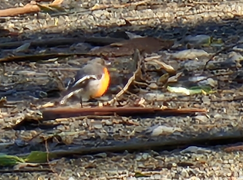 Flame Robin