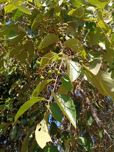 Cordia sellowiana