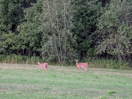 White-tailed Deer