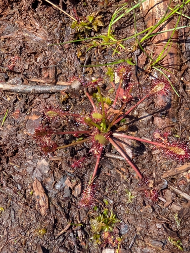 spoonleaf sundew