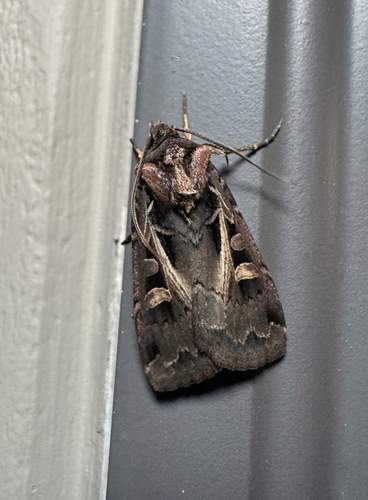 Master's Dart (Feltia herilis)