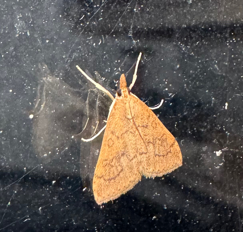 Celery Leaftier Moth (Udea rubigalis)