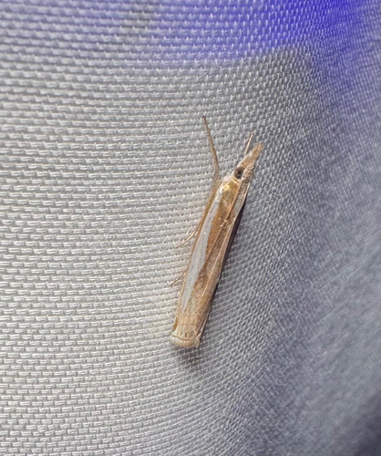 Common Grass-veneer (Crambus praefectellus)