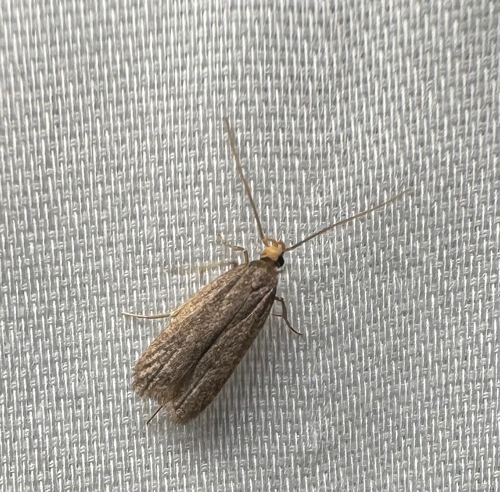 Glyphidocera lithodoxa