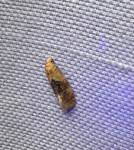 Banded Sunflower Moth (Cochylichroa hospes)