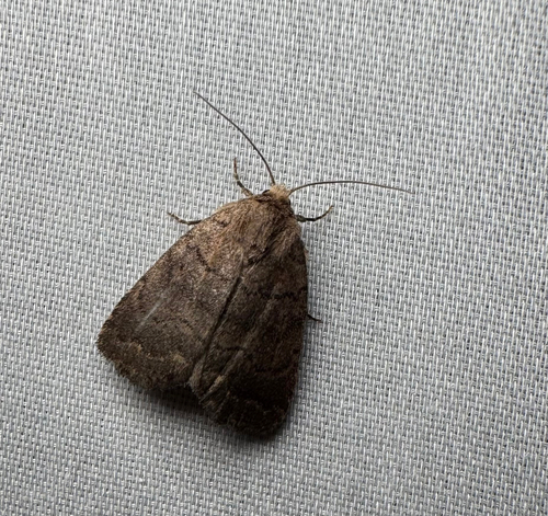 Slowpoke Moth (Athetis tarda)