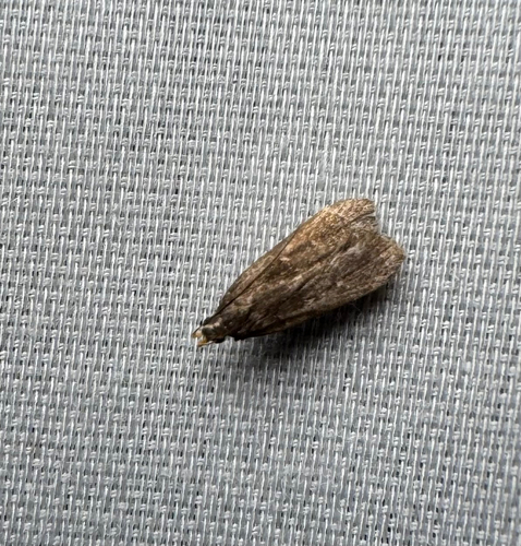 Orange-dotted Dichomeris Moth (Dichomeris juncidella)