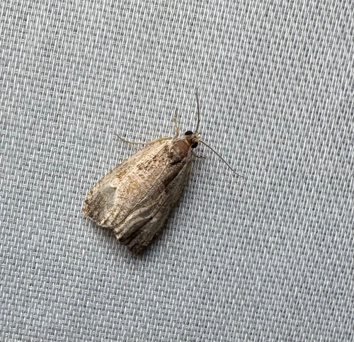 Inornate Olethreutes Moth (Olethreutes inornatana)