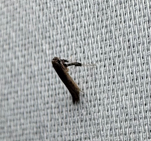 Sumac Leaf Blotch Miner Moth (Caloptilia rhoifoliella)