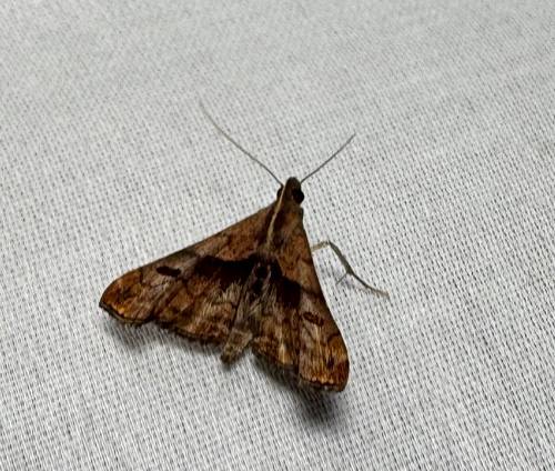 Dark-spotted Palthis Moth (Palthis angulalis)