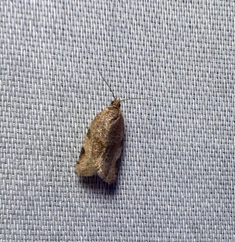 Greenish Apple Moth (Clepsis virescana)