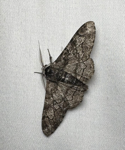 Peppered Moth (Biston betularia)