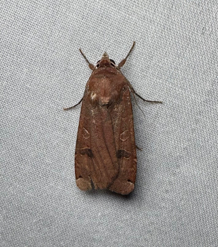 Large Yellow Underwing (Noctua pronuba)