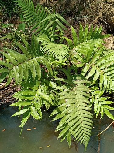 Dentate lattice-vein fern