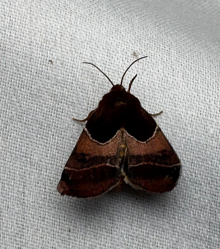 Arcigera Flower Moth (Schinia arcigera)