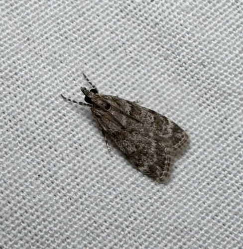 Double-striped Scoparia Moth (Scoparia biplagialis)