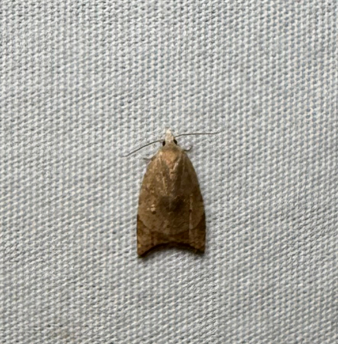 Batman Moth (Coelostathma discopunctana)